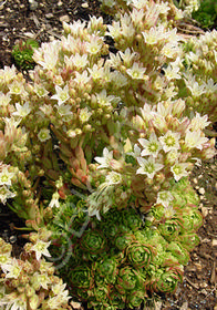 Rosularia muratdaghensis Rosularia muratdaghensis